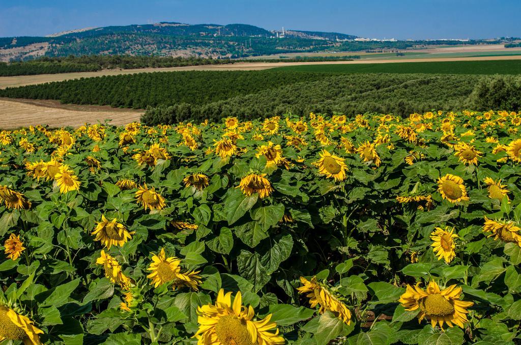 Galilee Best Location 'En Dor Экстерьер фото